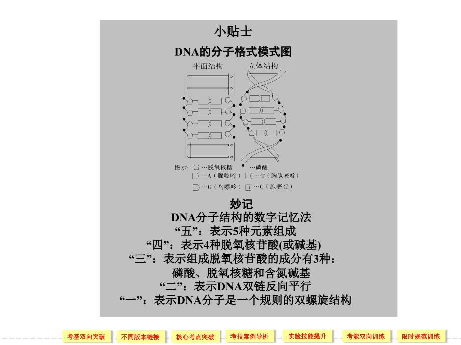 DNA的分子结构和复制中课件_第4页