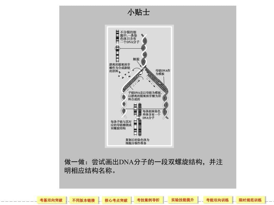 DNA的分子结构和复制中课件_第5页