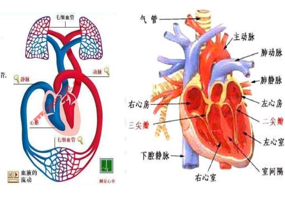 内科学课件：14_慢性肺源性心脏病_第3页