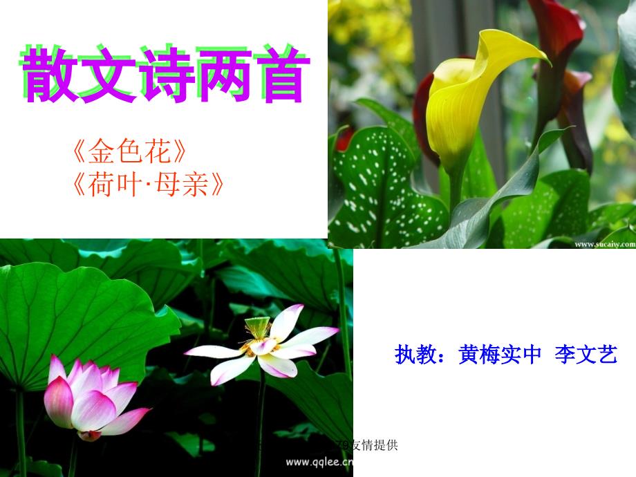 【精品】七年级上散文诗两首《金色花》《荷叶母亲》ppt课件（可编辑）_第2页