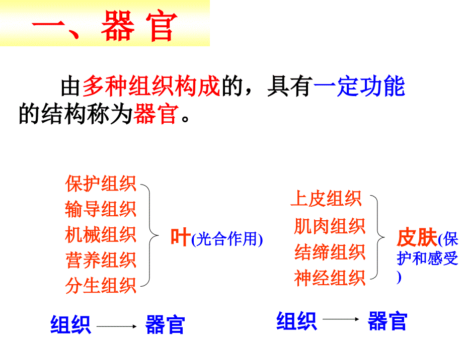 七上科学生物体的结构层次_第2页