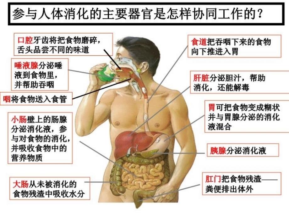 七上科学生物体的结构层次_第5页