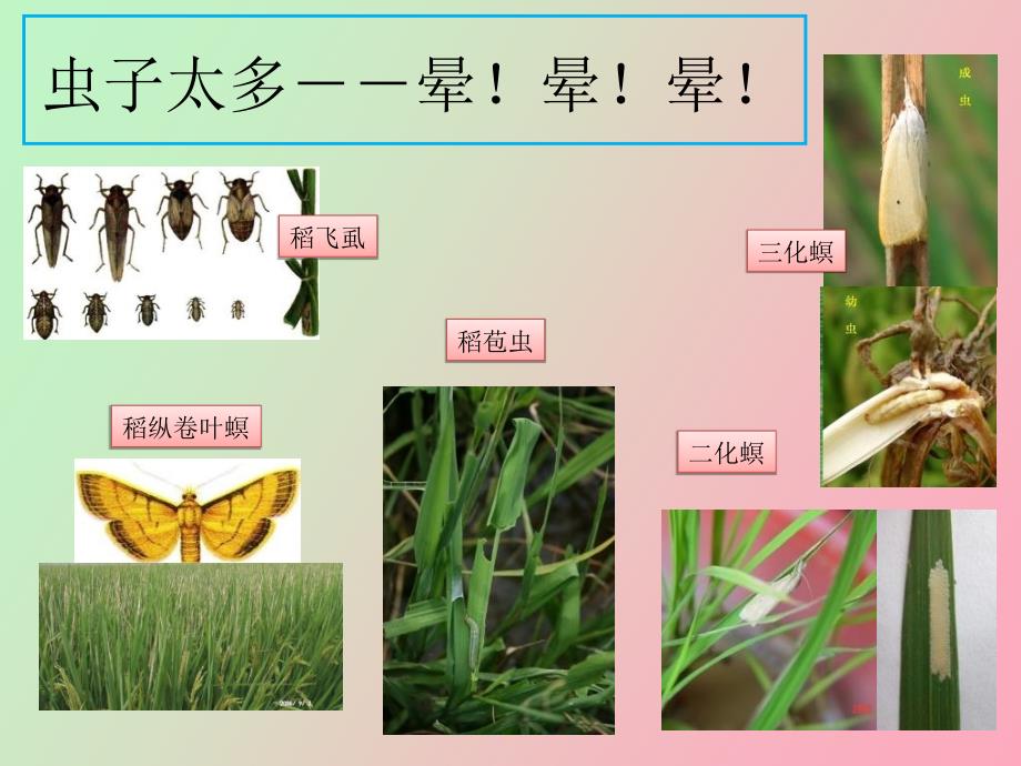 水稻病虫害防治农户版_第3页