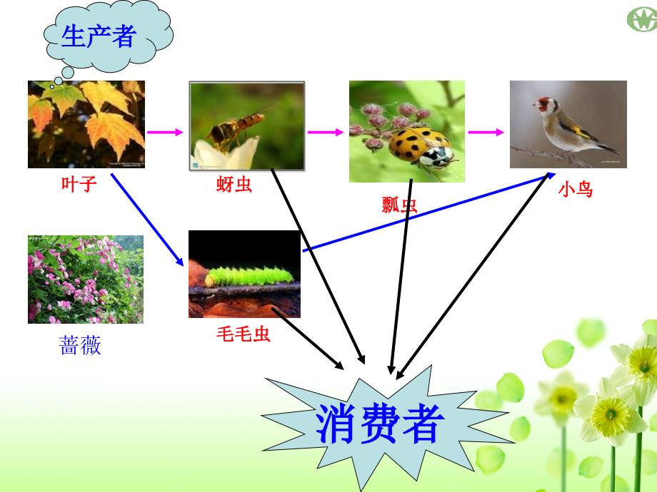 食物链和食物网课件01_第4页