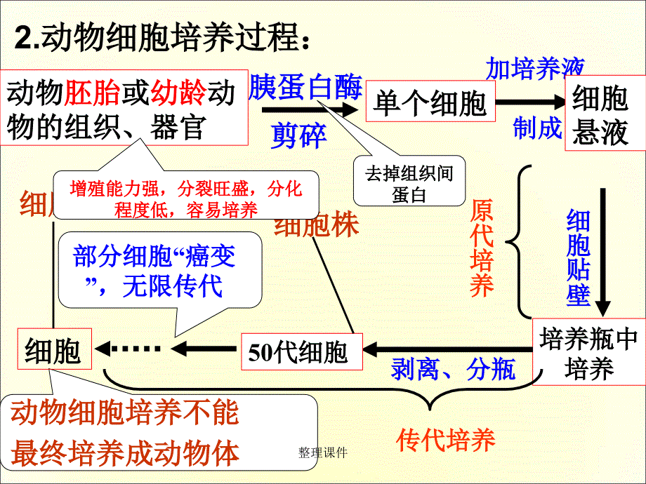 动物细胞培养和核移植技术完整版_第3页