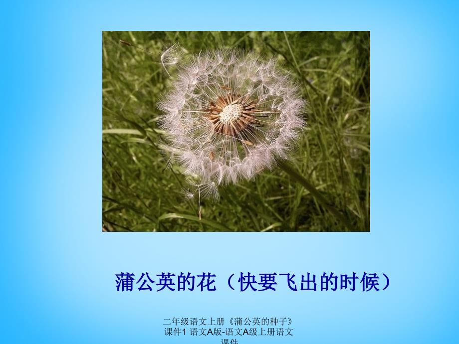 【最新】二年级语文上册《蒲公英的种子》课件1 语文A版-语文A级上册语文课件_第4页