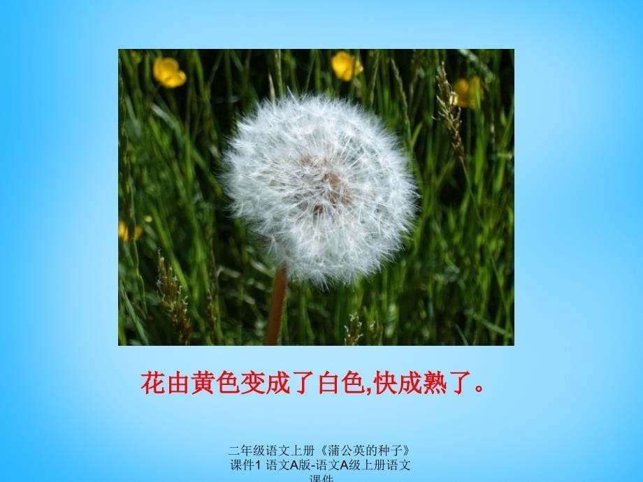 【最新】二年级语文上册《蒲公英的种子》课件1 语文A版-语文A级上册语文课件_第5页