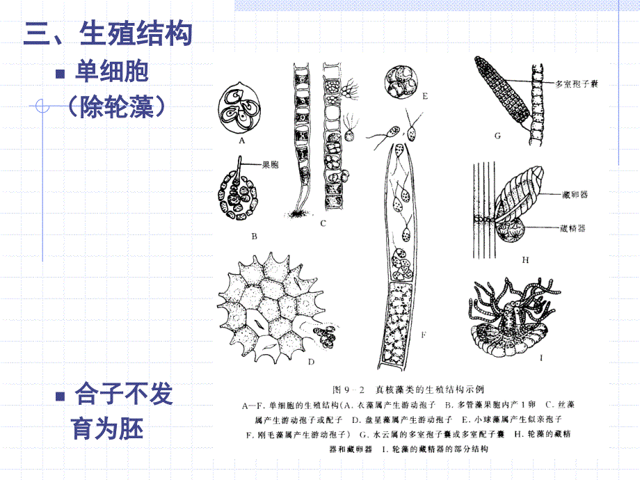 真核藻类北京师范大学刘全儒老师植物分类学课件_第3页