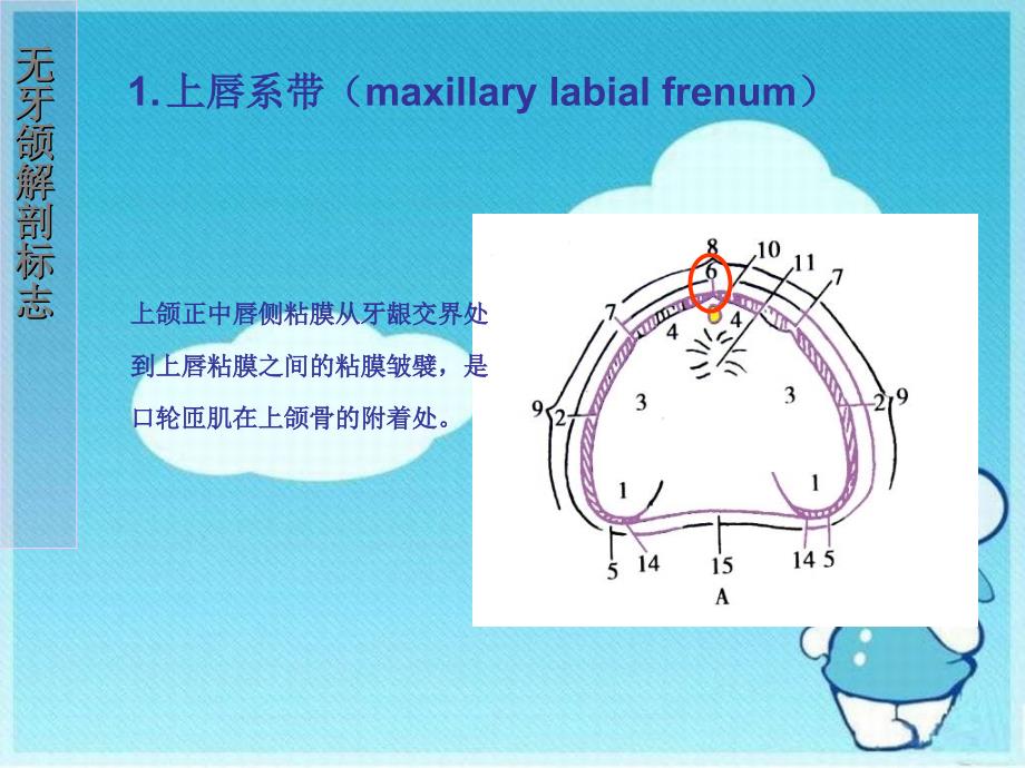 《无牙颌解剖标志》课件_第2页