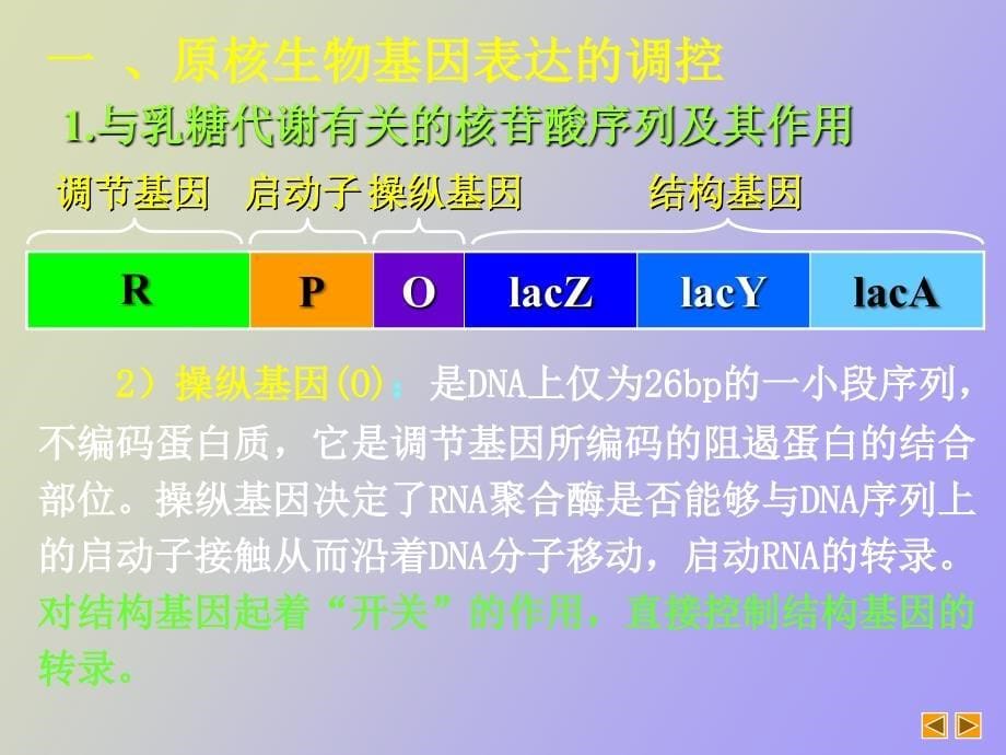 高中生物奥赛讲座基因表达的调控_第5页