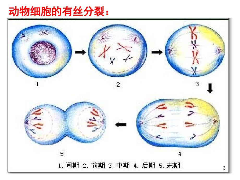 减数分裂与受精作用非常好课堂PPT_第3页