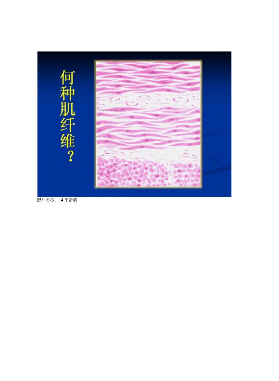 遵义医学院《组织学与胚胎学》期末考试实验部分试题_第1页