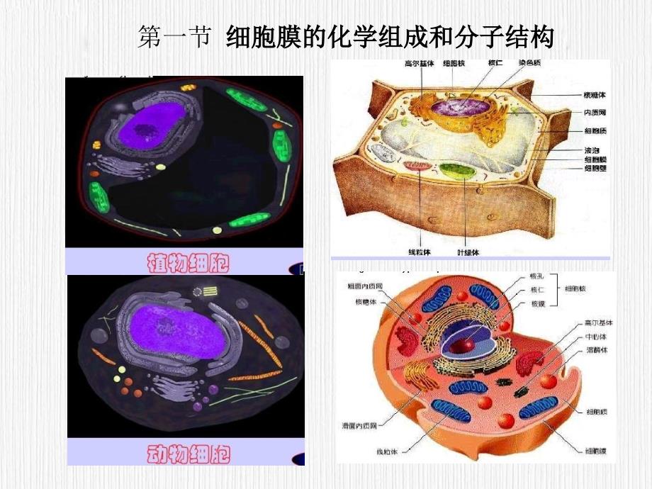 人体解剖生理学》第二章细胞和基本组织-上海_第2页