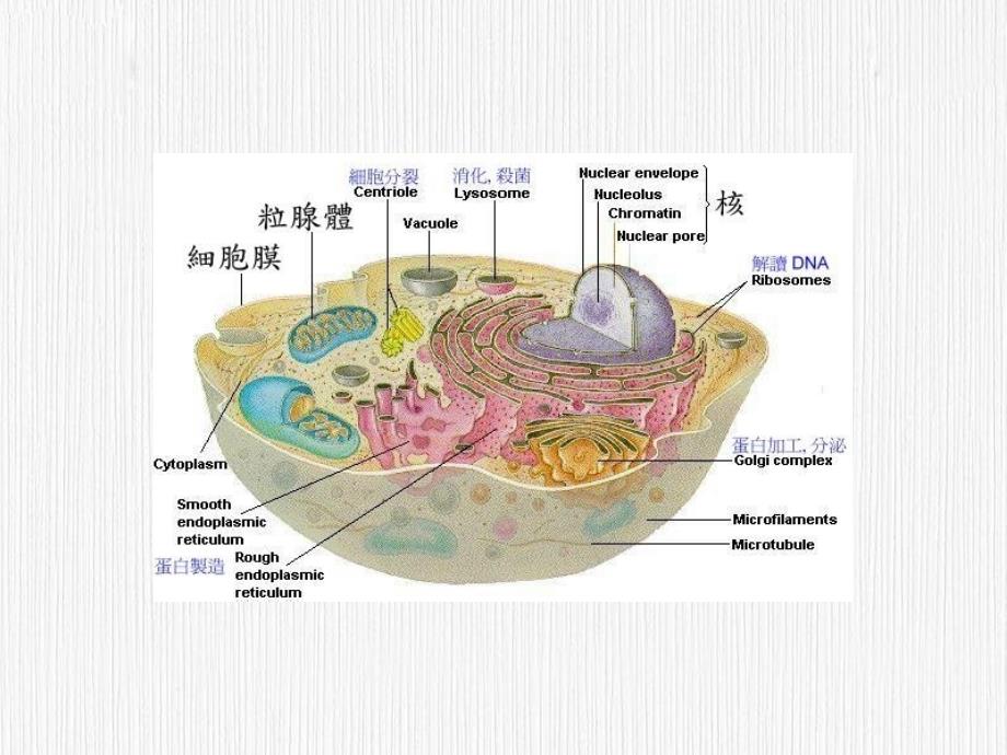 人体解剖生理学》第二章细胞和基本组织-上海_第4页