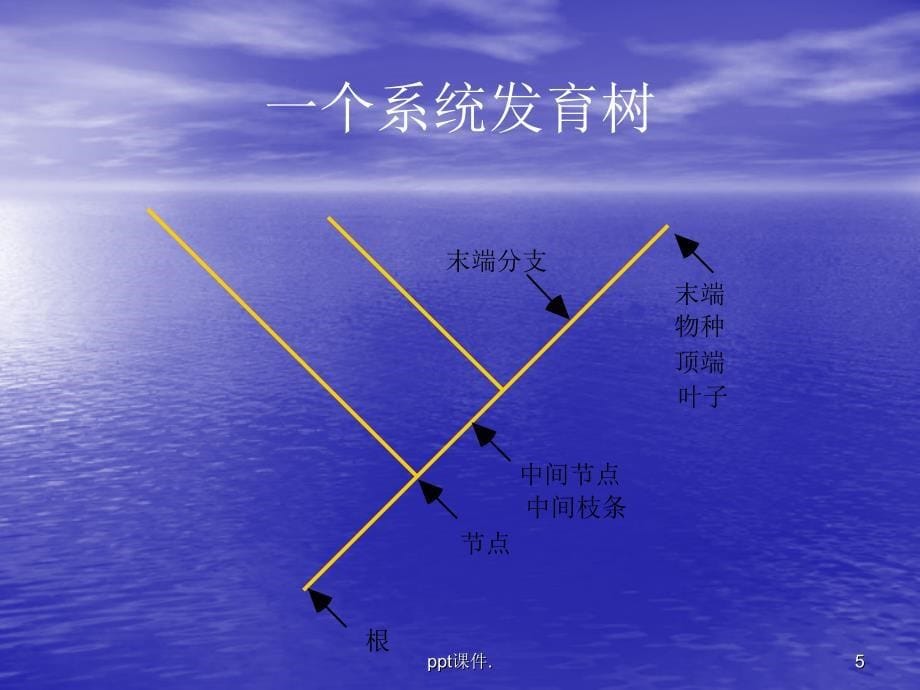 分子进化分析ppt课件_第5页