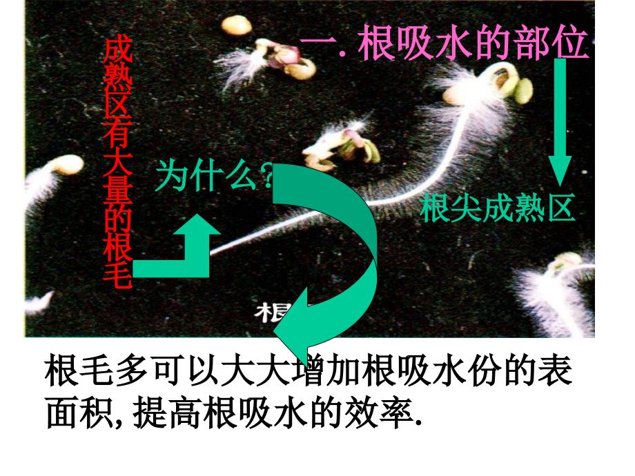 新人教版初中生物七年级上册《水分进入植物体内的途径》精品课件_第4页