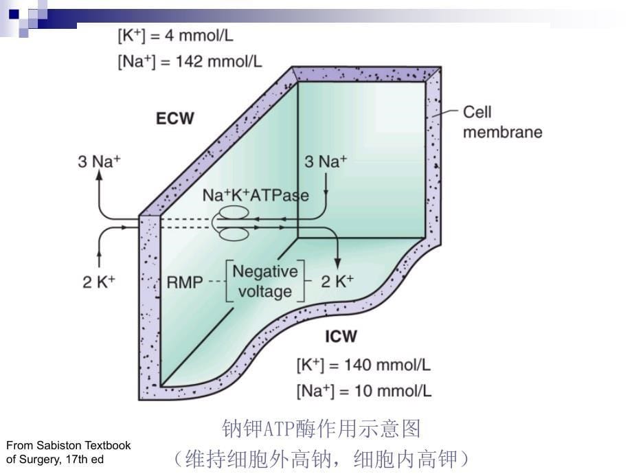 第章外科水电解质和酸碱平衡失调外科制第版配套课件_第5页