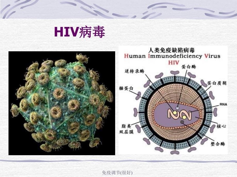 免疫调节很好课件_第5页