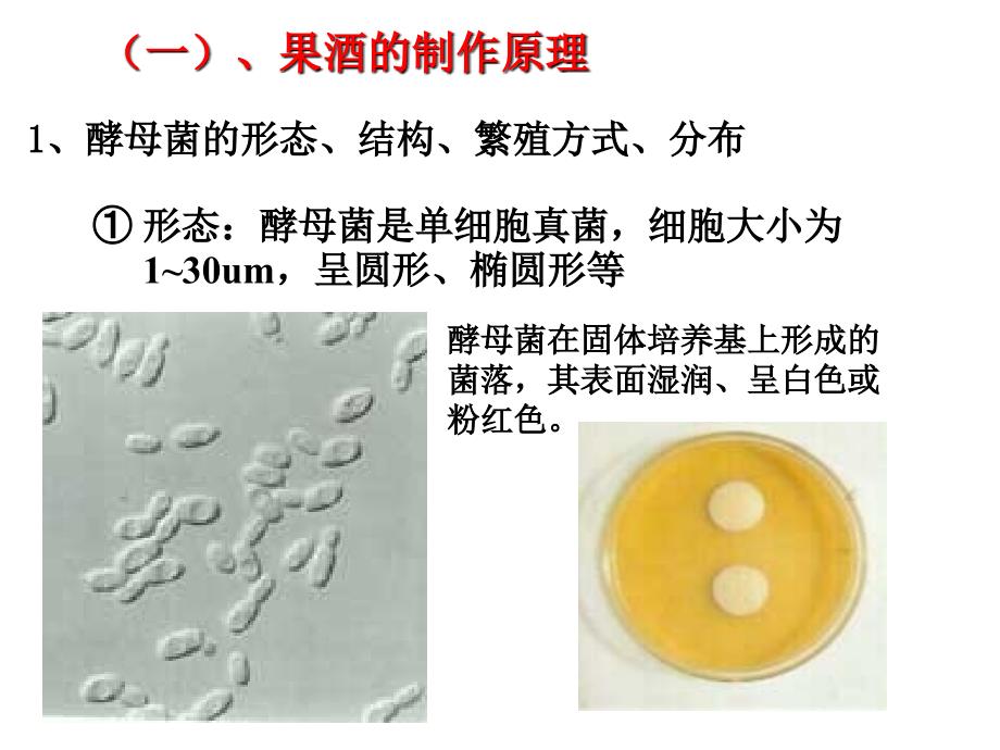 【合肥168中校际公开课课件资源系列】果酒果醋的制作_第4页