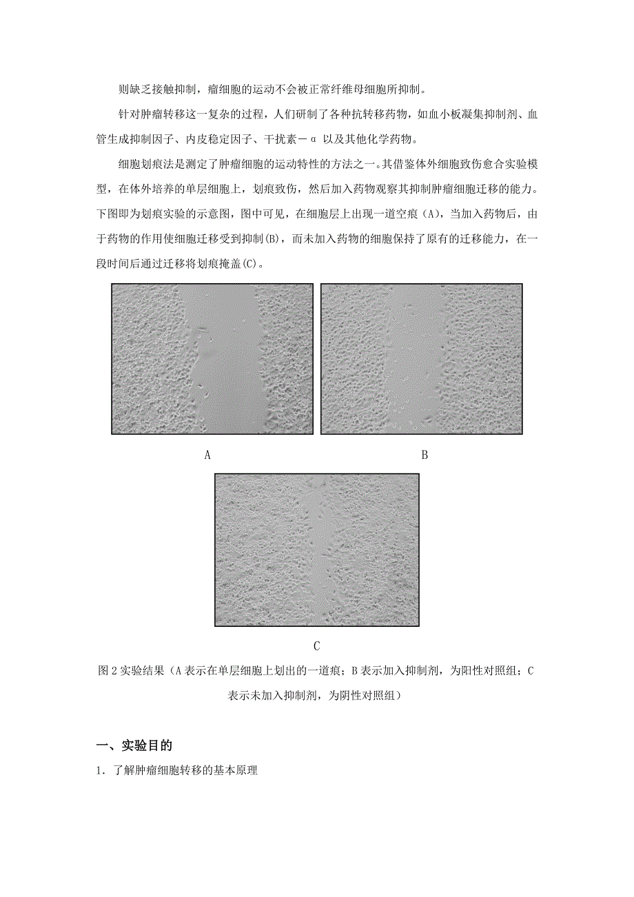 肿瘤细胞迁移实验(细胞划痕法)讲义.doc_第3页