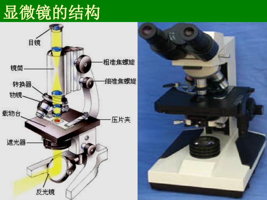 资料试验1光学显微镜的结构应用及颐养_第3页