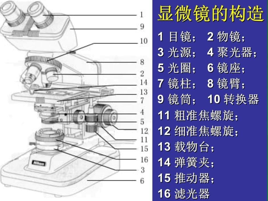 资料试验1光学显微镜的结构应用及颐养_第5页