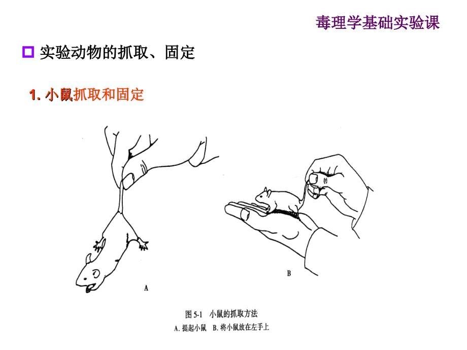 药物毒理学实验动物_第5页