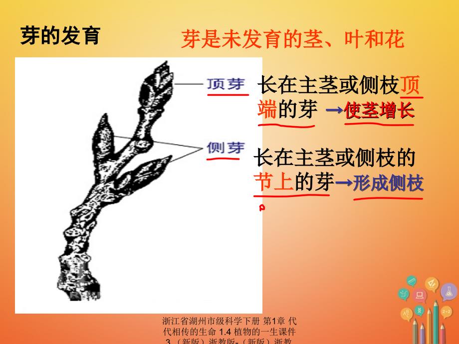 最新浙江省湖州市级科学下册第1章代代相传的生命1.4植物的一生课件3新版浙教版新版浙教级下册自然科学课件_第3页