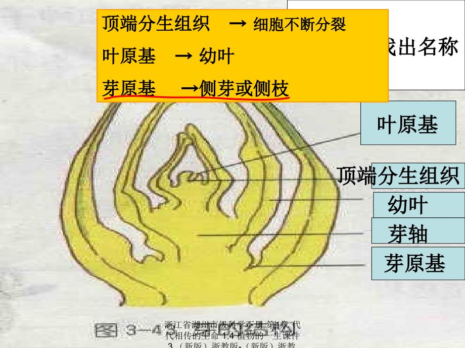 最新浙江省湖州市级科学下册第1章代代相传的生命1.4植物的一生课件3新版浙教版新版浙教级下册自然科学课件_第4页