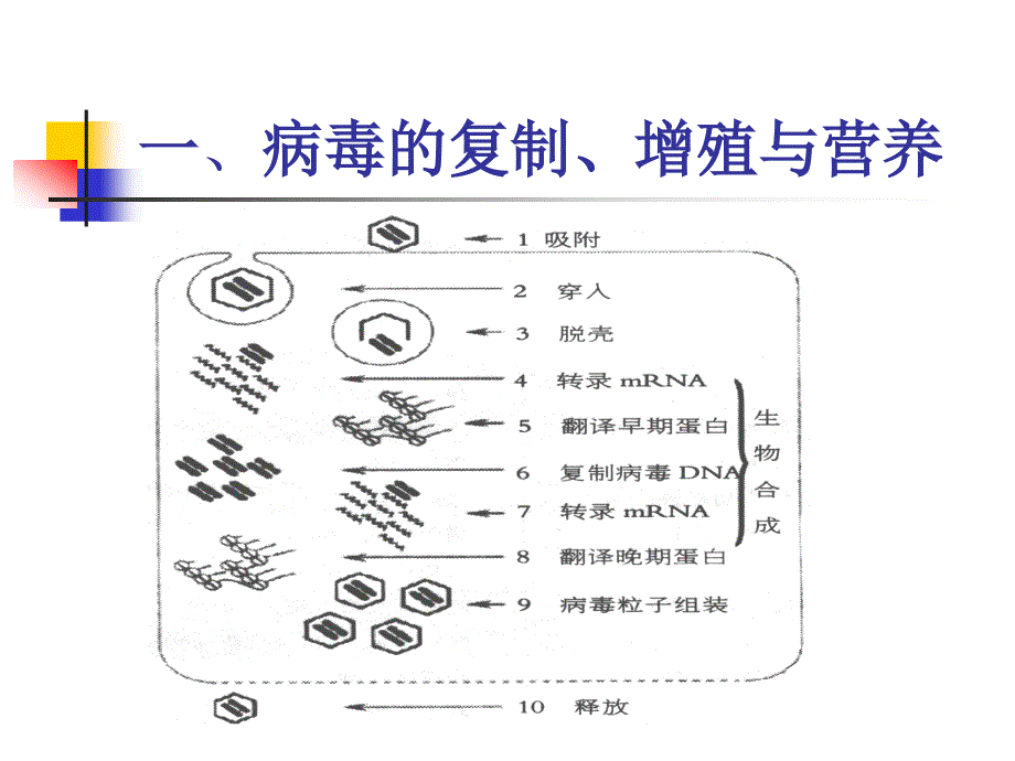 制剂的基本生产技术病毒增殖技术_第2页