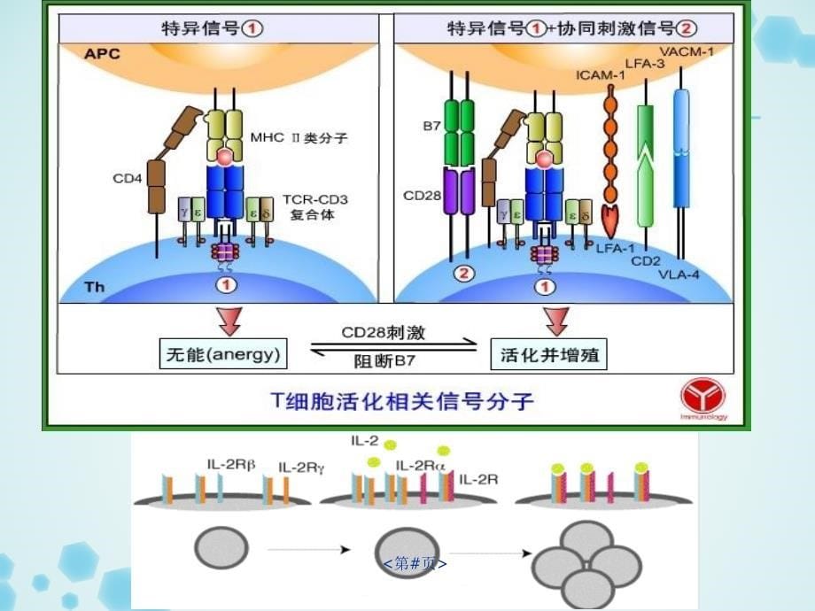 免疫抑制剂 汇总[参考仅供]_第5页