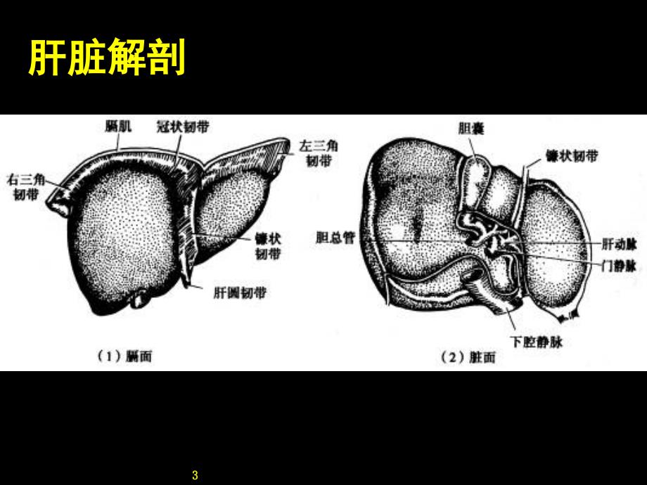 《肝脏外科护理》PPT课件_第3页