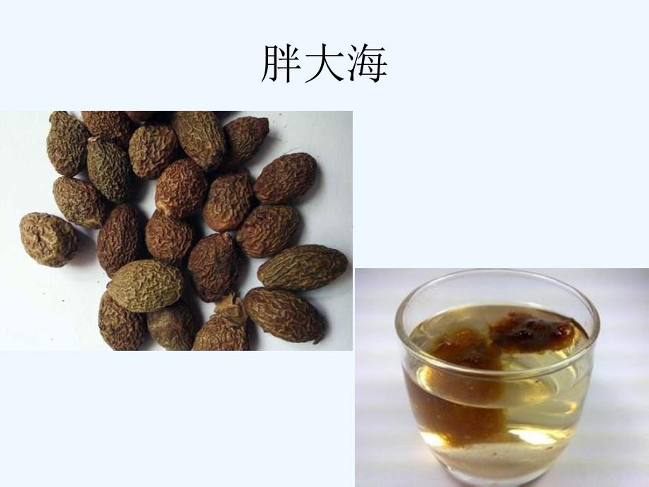 语文人教版四年级上册胖大海观察日记_第1页