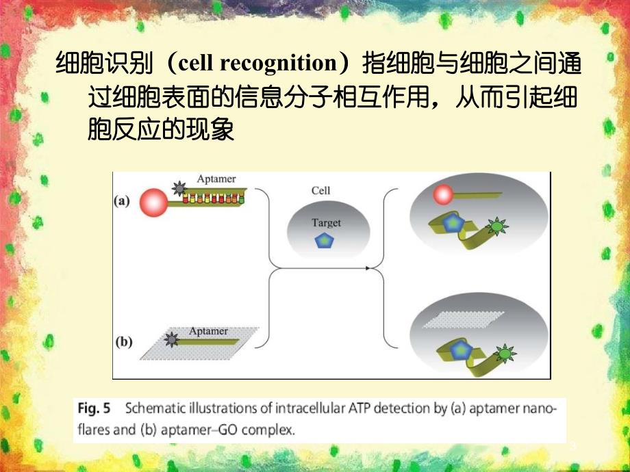 第19章细胞信号转导分子机制_第3页