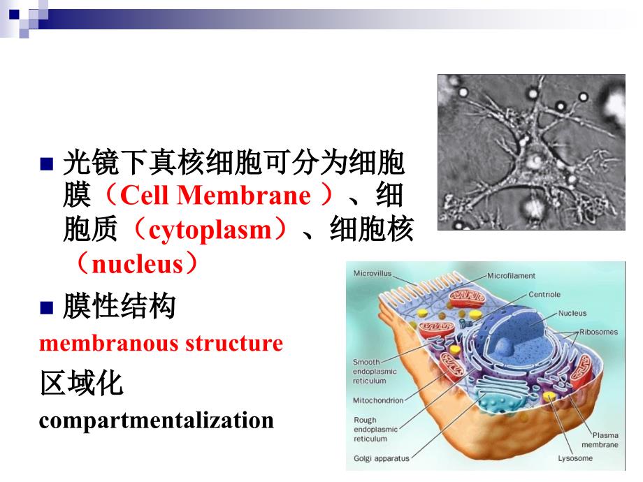 医学细胞与遗传学教学课件：2细胞基本结构_第2页