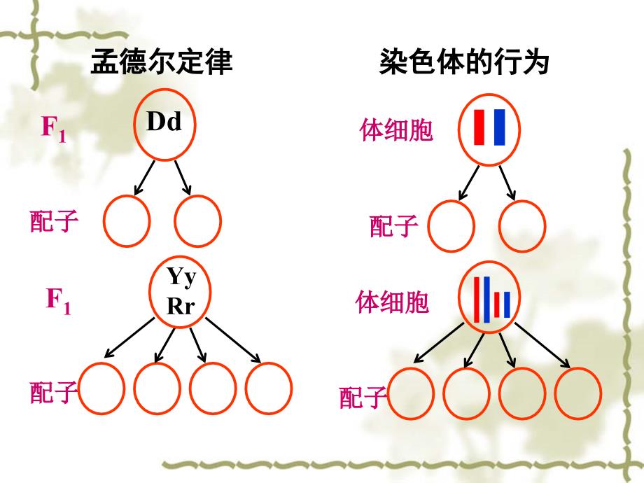 高三生物复习资料第15讲染色体与遗传性别决定和伴性遗传_第3页