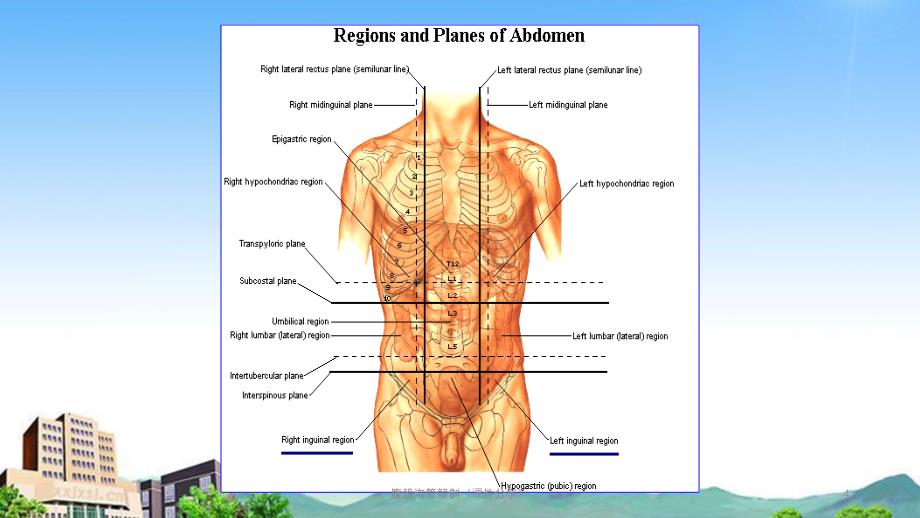 腹股沟管解剖课件分享_第4页