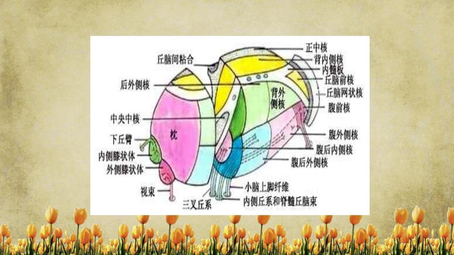 丘脑的解剖与临床精选干货_第2页