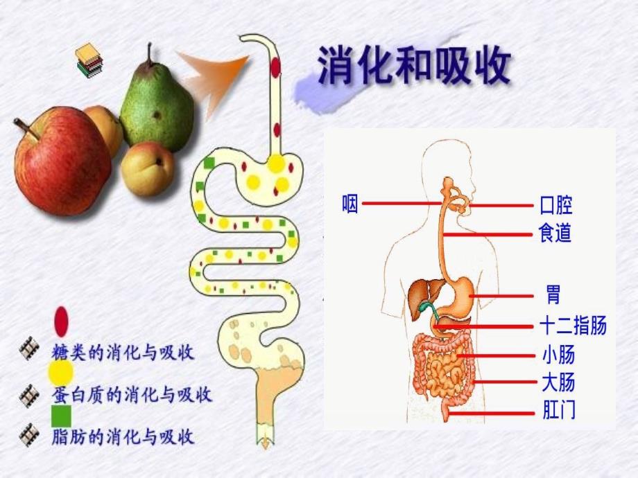 消化系统课件：第六章 消化与吸收_第3页