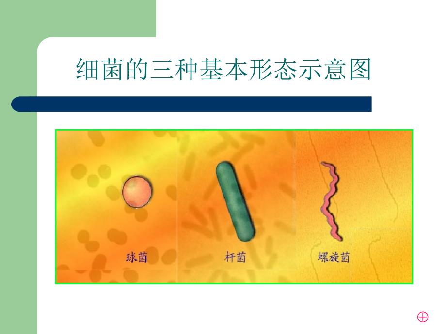 微生物实验内容汇总_第4页