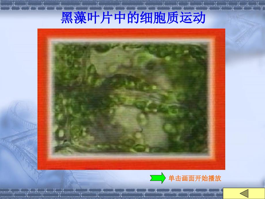 植物实验2(细胞)(60学时-农学类.ppt_第3页