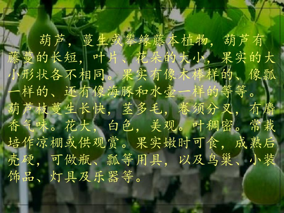 《我要的是葫芦》课件ppt_第2页