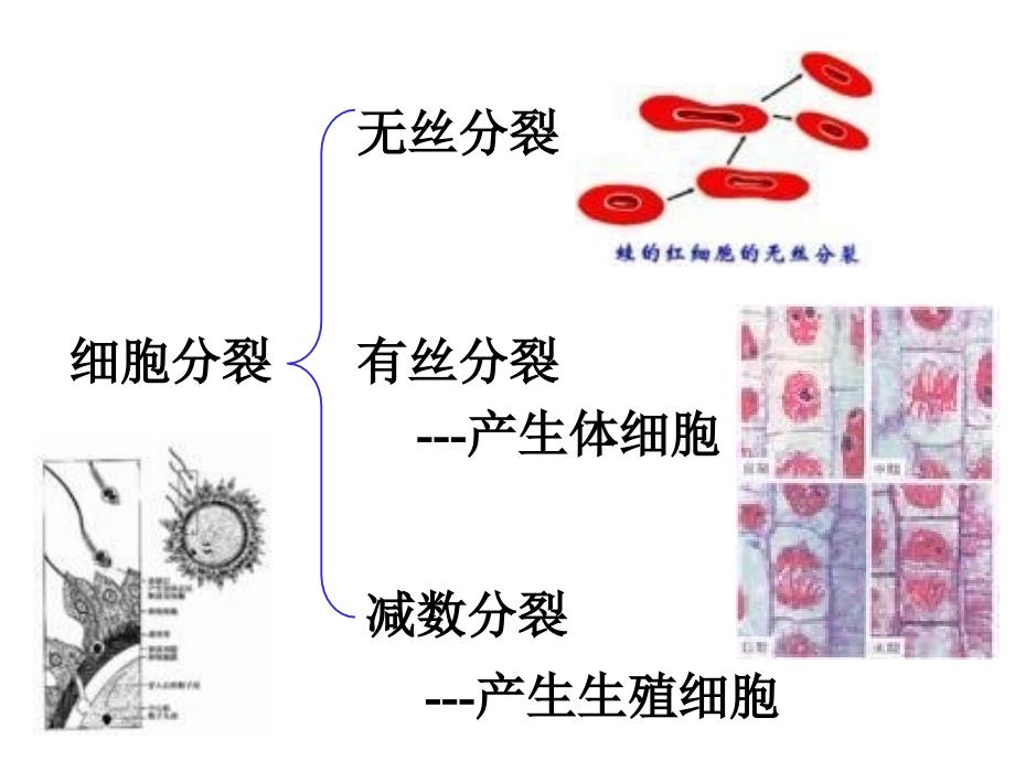 有丝分裂ppt4-沪教版课件_第3页