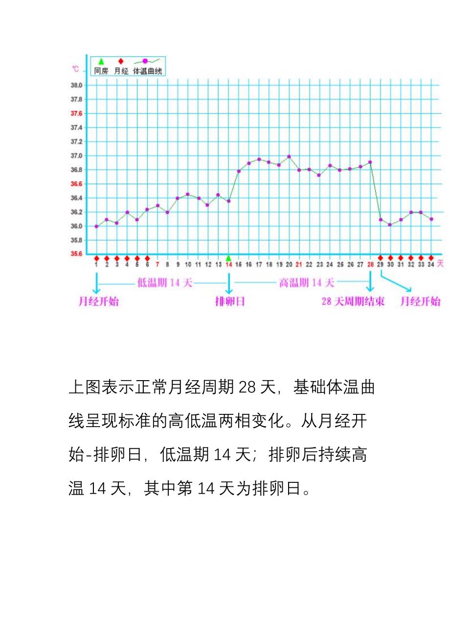 基础体温曲线图知识总结.doc_第3页