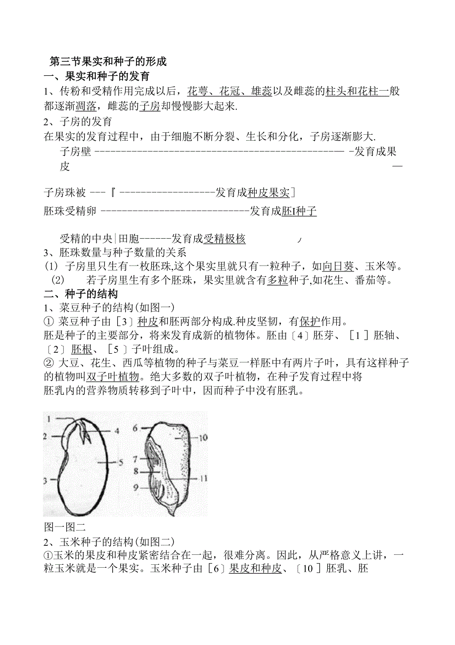 绿色开花植物的一生(知识点)_第3页