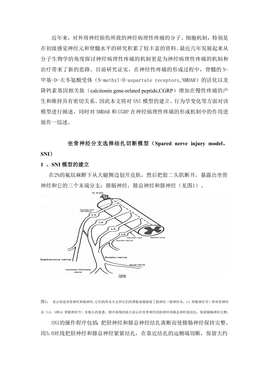 坐骨神经分支选择性损伤模型及NMDAR、CGRP与疼痛的关系_第2页