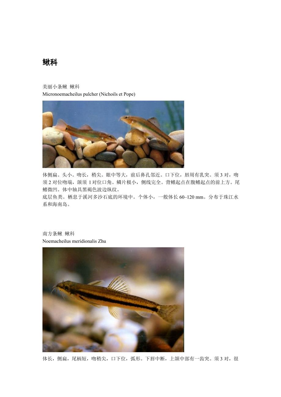 中国原生鱼种.doc_第3页