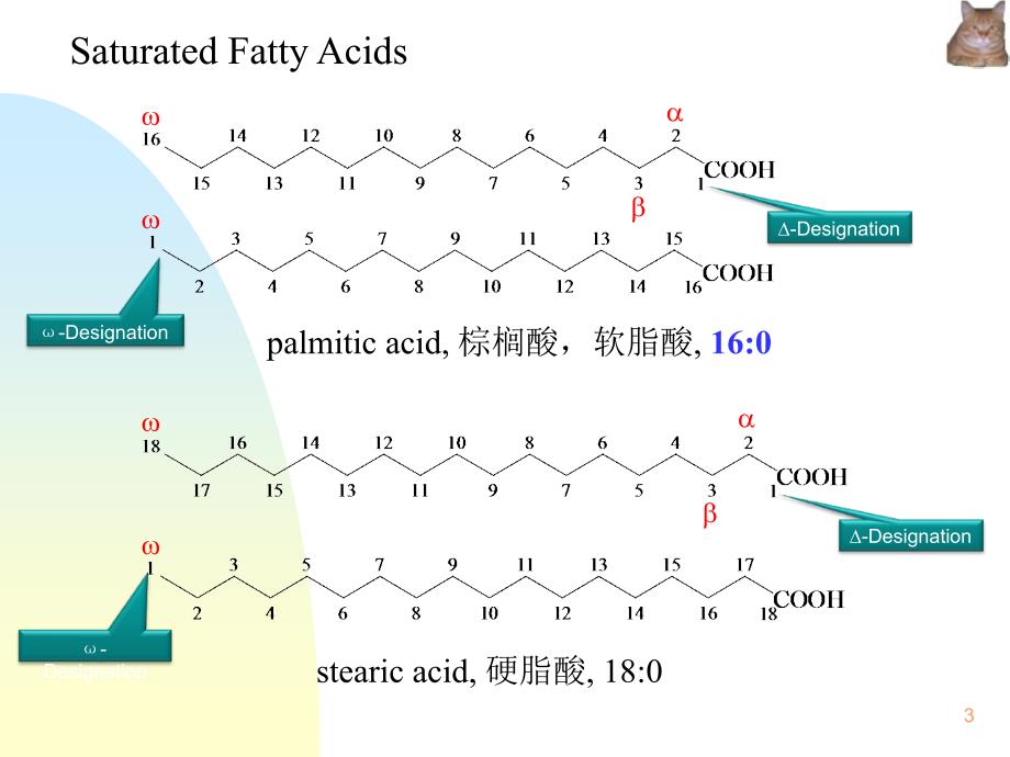 《有机化学》英文教学课件：Chap.16 lipids_第3页