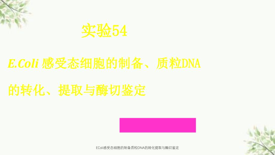 EColi感受态细胞的制备质粒DNA的转化提取与酶切鉴定课件_第1页