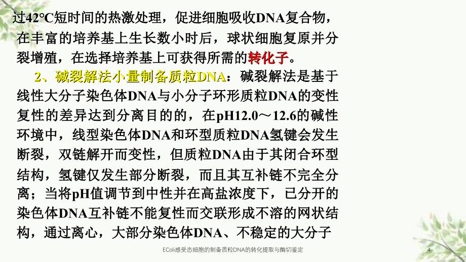 EColi感受态细胞的制备质粒DNA的转化提取与酶切鉴定课件_第4页